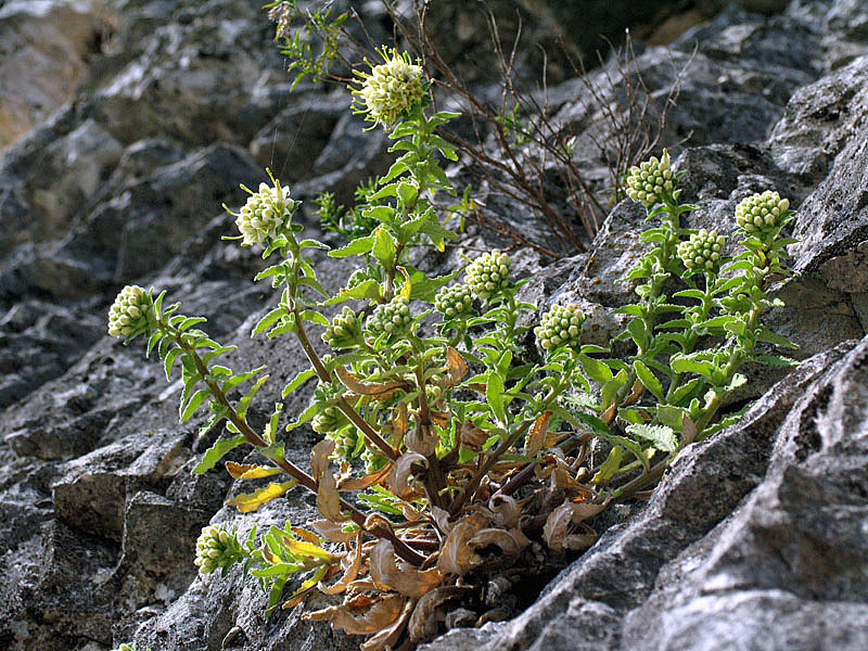 Campanula petraea L. / Campanula del monte Baldo